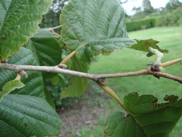Corylus colurna rameau (2)
